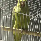 ببغاء دره للبيع