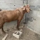 ماعز فحل كفو