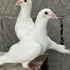 حمام للبيع