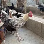 دجاج جمله