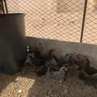دجاج