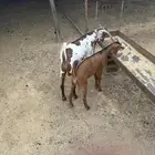 للبيع بهم
