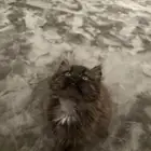 كتن هجين شيرازي هيمالايا تم التبني