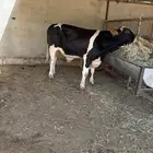 عجل هولندي غاية الي يدور اللحم الزين والطيب