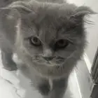 قطو للبيع
