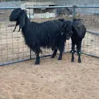 معزا مصريات تم البيع