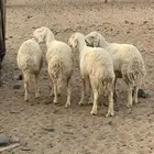 ضان حريات حيل