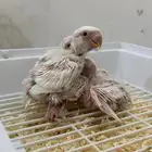 فروخ روز غر البينو عيون حمر