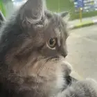 قطه للتبني مستعجل