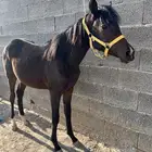 للبيع مهره شعبية