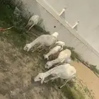 ضان ولد