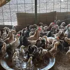 دجاج فروج بلدي رابغ