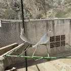 حمام قماري هولندي