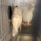 جوز روز البينو منتج ومحلل