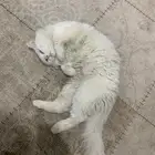 قطوه للبيع