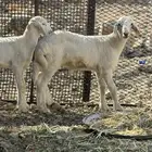 بهم صغار نضيف تربيه