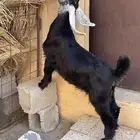 جفرة ..داغور..