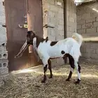 تيس هوالندي واي فاي