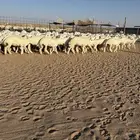 رخال حريات حرش 70