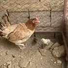 دجاج مفرخه