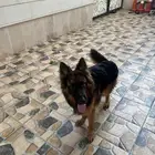 كلب جيرمن شيبرد للبيع