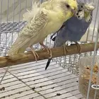 باجي هوقو طيور حب لاسوينج تم البيع