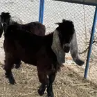تيس عراضي
