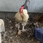 ديك للبيع كولومبيا