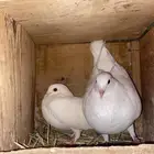 حمام ألوان حلوه
