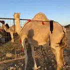 خلفه مصغر وصغيرة سن وتحتها بكره طيبه تممم البيعع