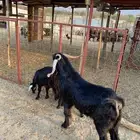 عنز جذعه تحتها تيس فحل عارضي