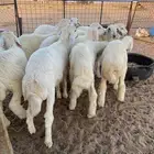 بهم حري ( تم البيع )