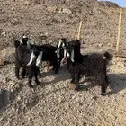 تيوس مخاصي