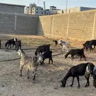معزا عددها 15 منها فحلين يتبعها 7