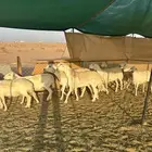 غنم حرش