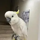 كوكاتو ترايتون
