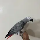 كاسكو ( هدد) ويتكلم فالوجه وحار ( تم البيع )