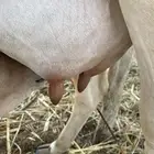 بقره فاخر