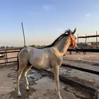 مهره شعبيه