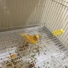 كناري