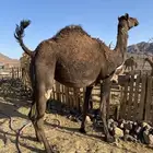 لقحه بكره الي ملاقي فبطنها ثانيها مجهم صغيرة تممم البيعع