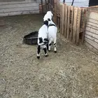 للبيع خروفان 2 تحت امهاتهم