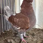 حمام كنق ايناث