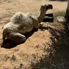 للبيع بكره مستبركة