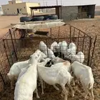 غنم رفيد اشباب السوم1850