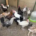 دجاج بلدي