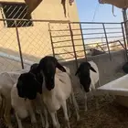 برابر جذعان