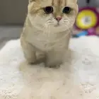 منتشكن برتش قزم