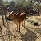 حسيلة طيبة للبيع