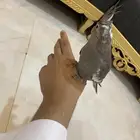 كروان هولندي اليف